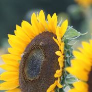 Sonnenblume mit Bienen