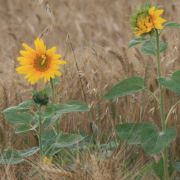 Getreidefeld mit Sonnenblumen